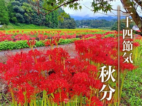 二十四節気「秋分」 秋分に咲く花は地獄の花？天界の花？（2023年9月23日）｜biglobeニュース