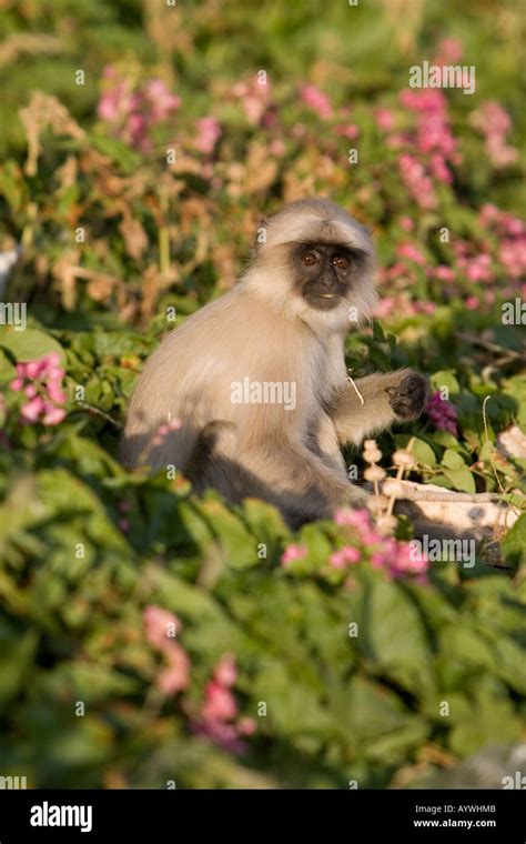 Langur, Monkey, India Stock Photo - Alamy