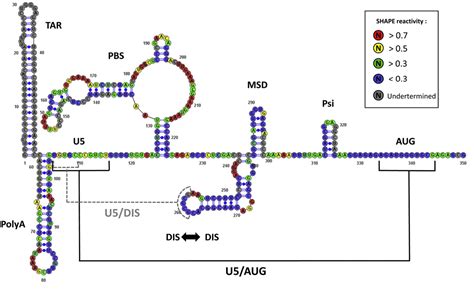 Figure 1 From Structural Investigation Of Hiv 1 Genomic Rna