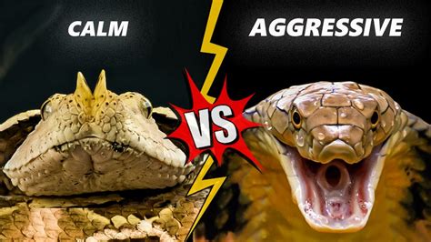 King Cobra Vs Gaboon Viper Perbandingan Ular Berbisa Terbesar Di