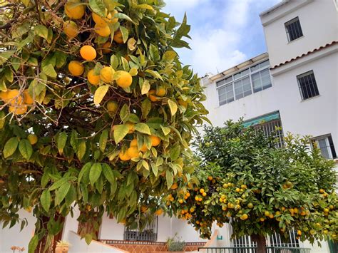 Spain: don’t eat the Oranges! - Mapping Spain