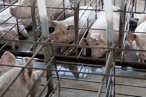 Activists Chain Themselves To Gas Chamber At Abattoir In Victorias North