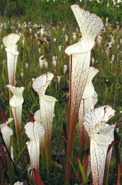 Sarracenia Leucophylla Var Alba Weird Plants Exotic Plants