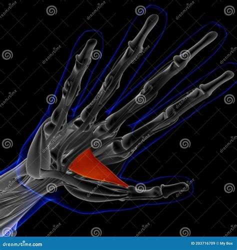 Adductor Pollicis Muscle Anatomy For Medical Concept 3d Illustration