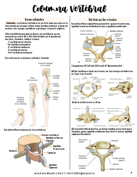 Apuntes Anatomia Columna Vertebral Definici N La Columna Vertebral