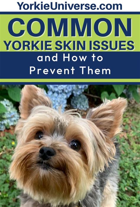 Common Yorkie Skin Problems and How to Prevent Them - Yorkie Universe