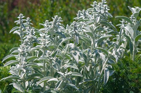 16 Silver Foliage Plants To Brighten Your Landscape