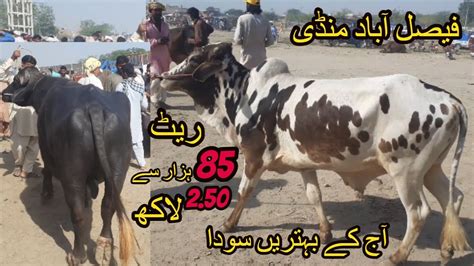 Cow Mandi Faisalabad 2023 Qurbani Ka Mall Sahiwal Cholistani Ablak