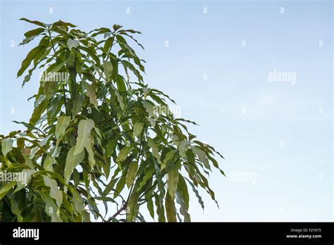 Mango leaf background Stock Photo - Alamy