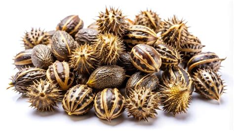 Castor Oil Seeds Ricinus Communis Isolated On White Premium Ai