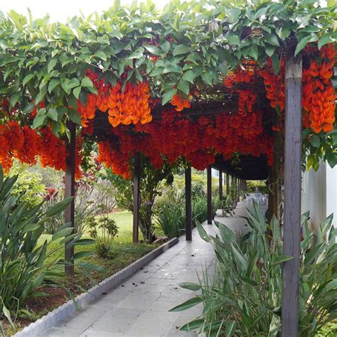 11 Jenis Tanaman Merambat Cocok Menghiasi Rumah Jogja Gardening