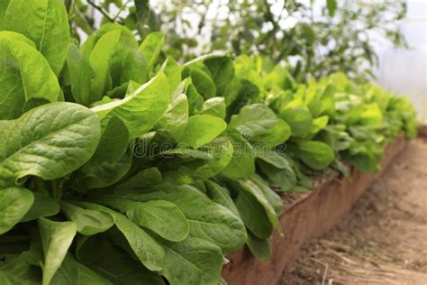 Green Lettuce Leaves In The Vegetable Field Gardening Background With