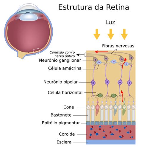 Retina Anatomia do Olho Visão InfoEscola