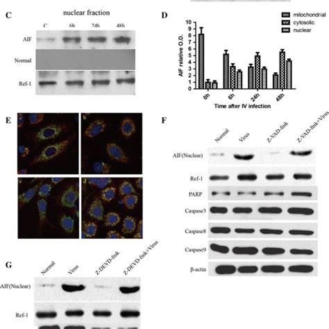 Influenza Virus Induces Caspase Dependent And Independent Apoptosis In