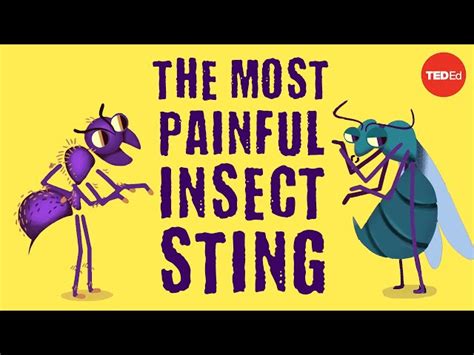 The Most Painful Insect Stings In The World Schooltube