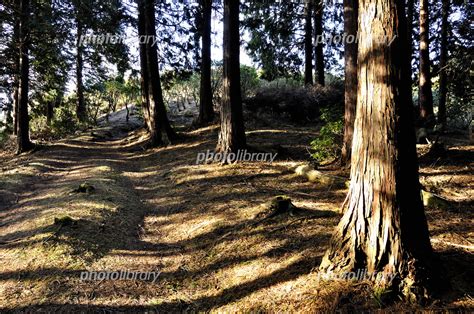 丹沢のシダンゴ山 森の木漏れ日 写真素材 [ 7142220 ] フォトライブラリー Photolibrary