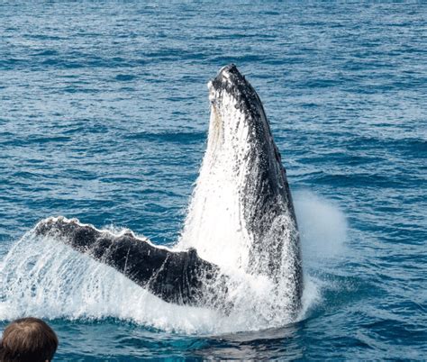 Whale Watching Gallery Brisbane Whale Watching