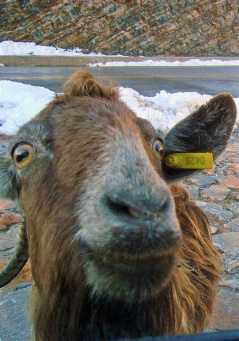 Curious Goat On The Way To Sfakia Crete Animals Wild Pet Birds