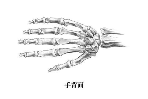 【解剖学】手骨手の骨の構造を知っておこう【スケッチ】 ナツヲカケル