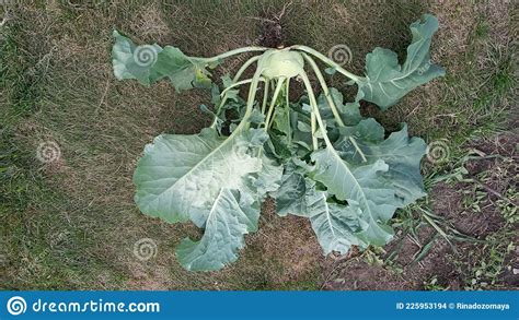 Kohlrabi Cabbage Growing In Garden Kohlrabi Or Turnip Cabbage In