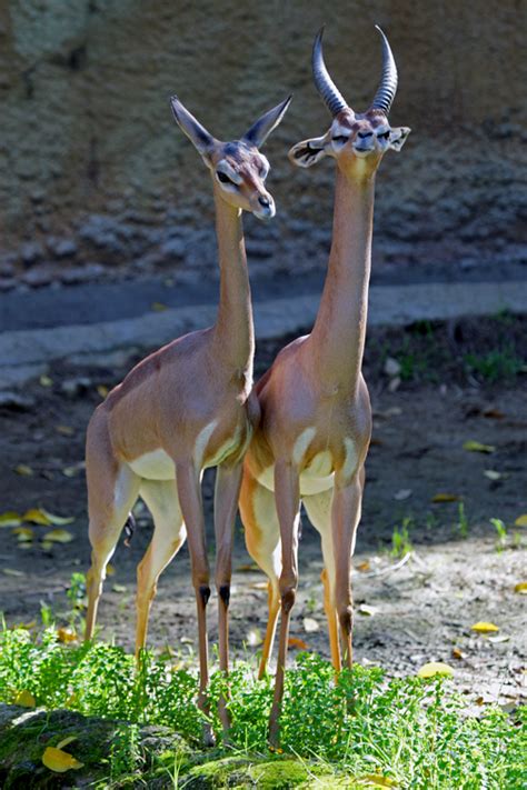 Animal Picture: Gerenuk