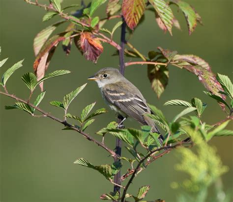 Acadian Flycatcher ??? - Help Me Identify a North American Bird ...