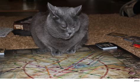 Котэ над картой метро, продумывает план по захвату) | Пикабу