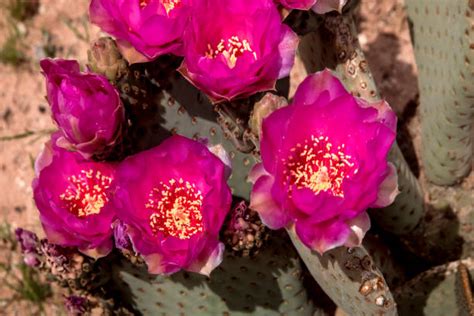 Nevada Desert Flowers Stock Photos, Pictures & Royalty-Free Images - iStock