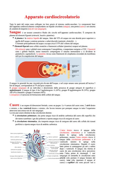 A Parte Anatomia Apparato Cardiocircolatorio Tutte Le Parti Del