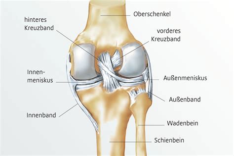 Knie