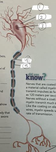 Science Chapter 7 Lesson 1 Flashcards Quizlet