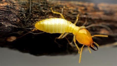 How To Get Rid Of Tiny Yellow Bugs In Your House And What Bugs They