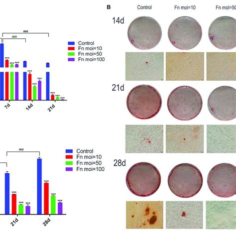 Effects Of F Nucleatum On GMSC Osteogenic Differentiation A ALP