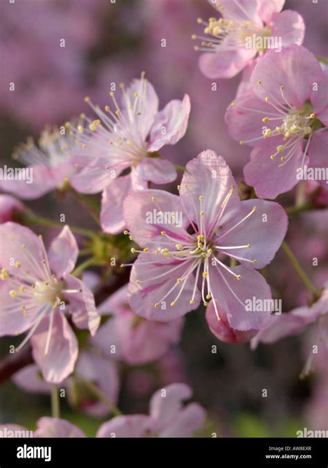 Chinese plum tree hi-res stock photography and images - Alamy