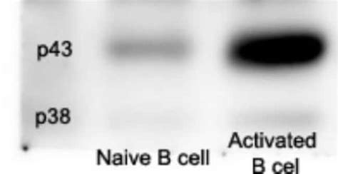 Anti Caspase Clone D Novus Biologicals Ml Unlabeled Life