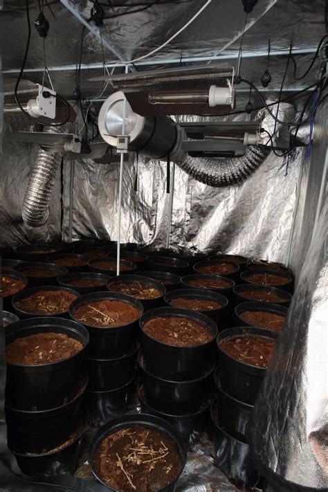 First Pictures Inside £1m Cannabis Farms After 12 Men Jailed For 39