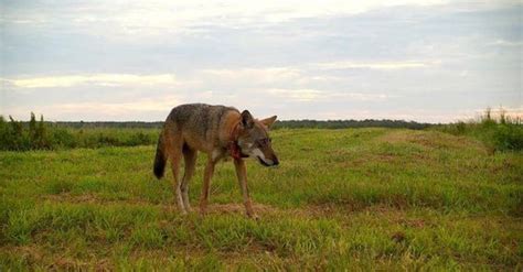 Nine Endangered Red Wolves To Be Released Into The Wild In North