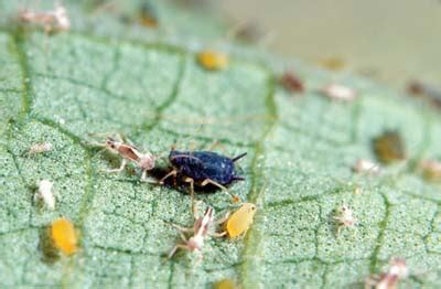 UF/IFAS Vegetable Arthropod Pest Photographs CD-ROM II