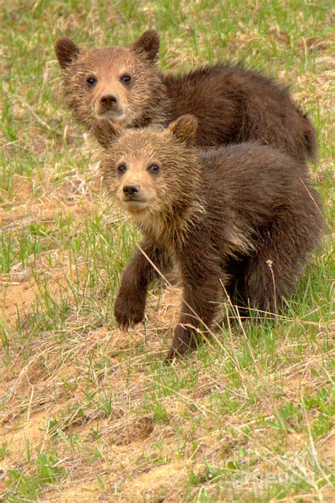 Cute Grizzly Bear Cub Portrait Photograph by Adam Jewell