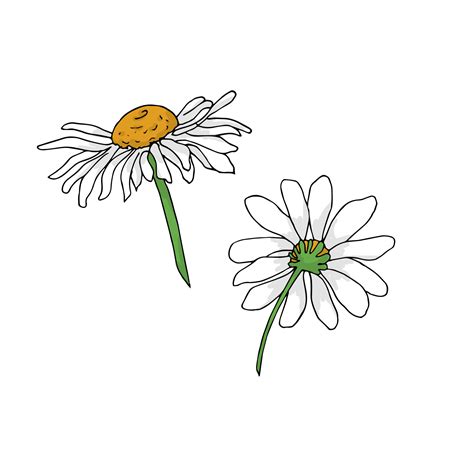 2 Chamomile Flowers 21217253 Vector Art At Vecteezy