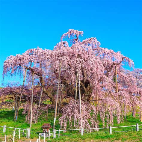 三春町｜音旅