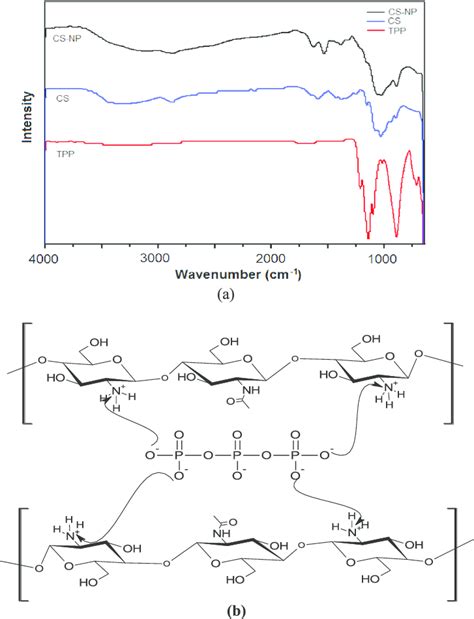 A The Ftir Spectra Of Pentasodium Tripolyphosphate Tpp Chitosan