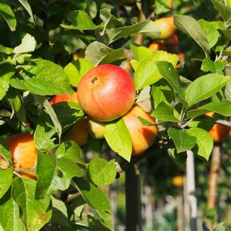 Variété de pommier Reine des reinettes arbre plein vent pollinisateur