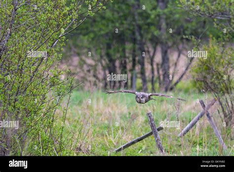 Great Grey owl hunting in the fields Stock Photo - Alamy