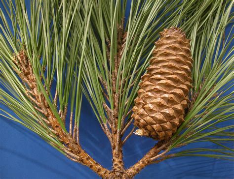 Pinus Taeda Pinaceae Image At Phytoimages Siu Edu