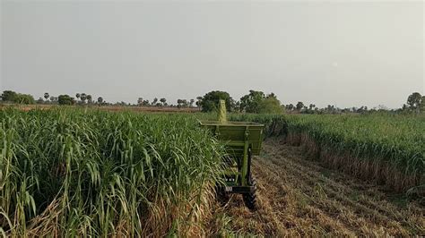 Co 4 Napier Grass Harvester Youtube