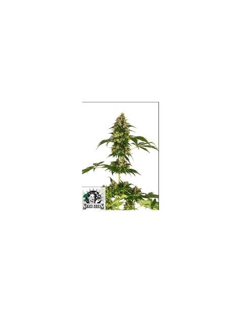 Sensi Seeds Cobalt Haze EX Sensi 11 5 Semi