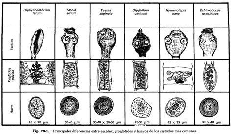 Microbioologia Y Paracitologia Cestodos