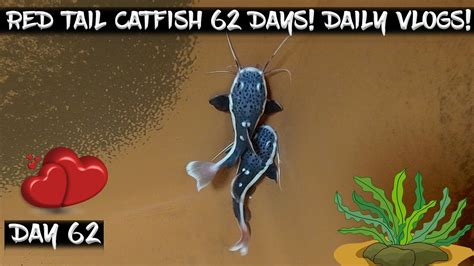 Day 62 Daily Red Tailed Catfish Vlog Watch Them Grow YouTube