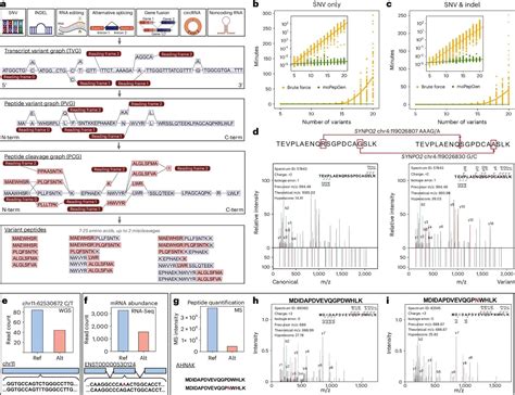 Advanced software uncovers elusive protein variants tied to genetic